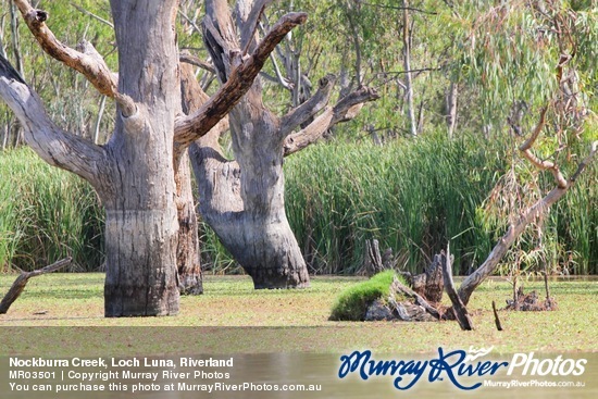 Nockburra Creek, Loch Luna, Riverland