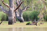 Nockburra Creek, Loch Luna, Riverland