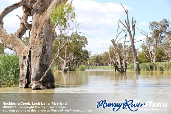 Nockburra Creek, Loch Luna, Riverland