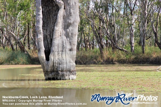 Nockburra Creek, Loch Luna, Riverland