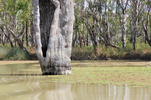 Nockburra Creek, Loch Luna, Riverland