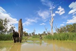 Nockburra Creek, Loch Luna, Riverland