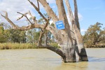 Murray River direction sign at Kingston-on-Murray