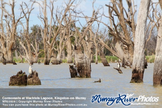 Cormorants at Wachtels Lagoon, Kingston-on-Murray