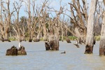 Cormorants at Wachtels Lagoon, Kingston-on-Murray