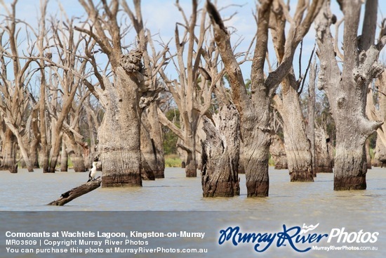 Cormorants at Wachtels Lagoon, Kingston-on-Murray