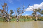 Nockburra Creek, Loch Luna, Riverland