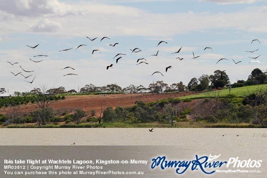 Ibis take flight at Wachtels Lagoon, Kingston-on-Murray