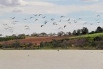 Ibis take flight at Wachtels Lagoon, Kingston-on-Murray