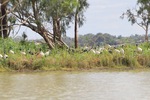 Ibis rookery at Wachtels Lagoon, Kingston-on-Murray