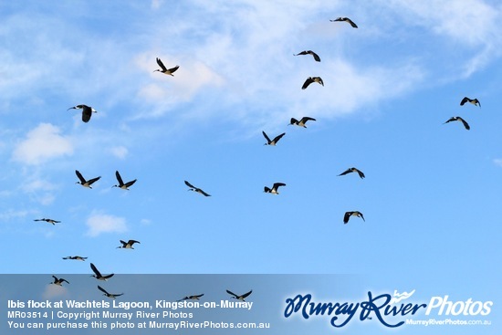 Ibis flock at Wachtels Lagoon, Kingston-on-Murray