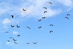 Ibis flock at Wachtels Lagoon, Kingston-on-Murray