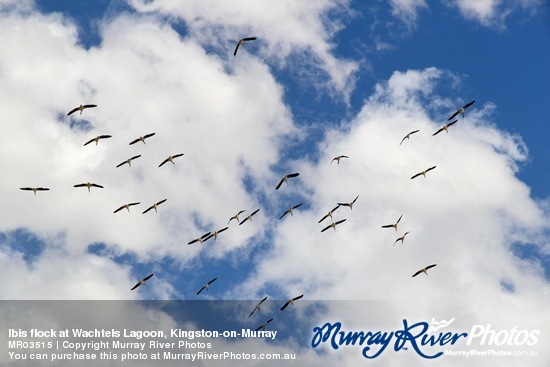 Ibis flock at Wachtels Lagoon, Kingston-on-Murray