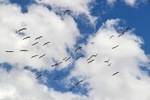 Ibis flock at Wachtels Lagoon, Kingston-on-Murray