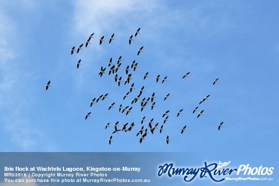 Ibis flock at Wachtels Lagoon, Kingston-on-Murray