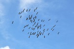 Ibis flock at Wachtels Lagoon, Kingston-on-Murray