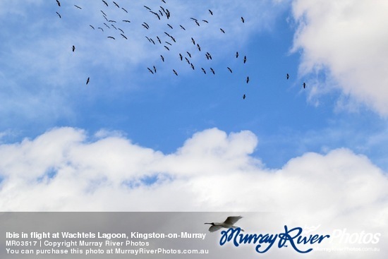 Ibis in flight at Wachtels Lagoon, Kingston-on-Murray