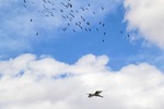 Ibis in flight at Wachtels Lagoon, Kingston-on-Murray