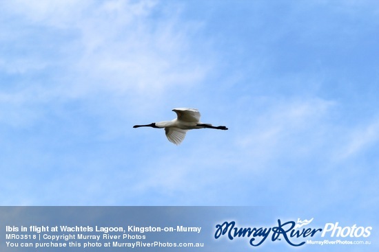 Ibis in flight at Wachtels Lagoon, Kingston-on-Murray