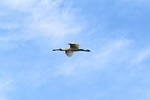 Ibis in flight at Wachtels Lagoon, Kingston-on-Murray