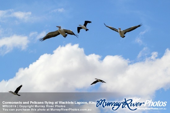 Cormorants and Pelicans flying at Wachtels Lagoon, Kingston-on-Murray