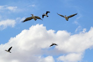 Cormorants and Pelicans flying at Wachtels Lagoon, Kingston-on-Murray