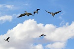 Cormorants and Pelicans flying at Wachtels Lagoon, Kingston-on-Murray