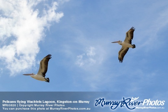 Pelicans flying Wachtels Lagoon, Kingston-on-Murray