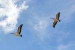 Pelicans flying Wachtels Lagoon, Kingston-on-Murray