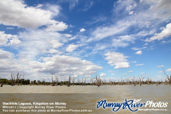 Wachtels Lagoon, Kingston-on-Murray