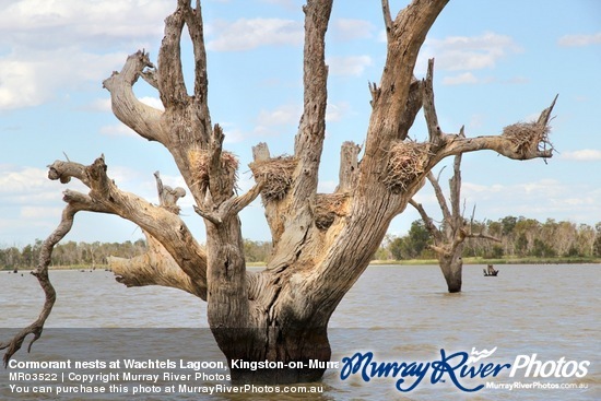Cormorant nests at Wachtels Lagoon, Kingston-on-Murray