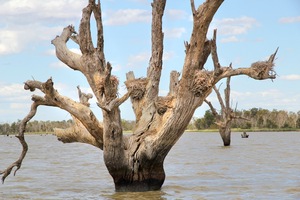 Cormorant nests at Wachtels Lagoon, Kingston-on-Murray
