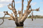 Cormorant nests at Wachtels Lagoon, Kingston-on-Murray