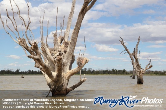 Cormorant nests at Wachtels Lagoon, Kingston-on-Murray