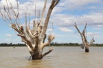 Cormorant nests at Wachtels Lagoon, Kingston-on-Murray