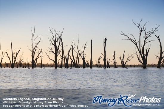 Wachtels Lagoon, Kingston-on-Murray