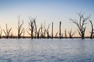 Wachtels Lagoon, Kingston-on-Murray