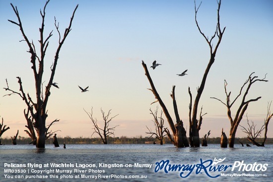 Pelicans flying at Wachtels Lagoon, Kingston-on-Murray sunrise