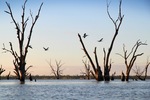 Pelicans flying at Wachtels Lagoon, Kingston-on-Murray sunrise