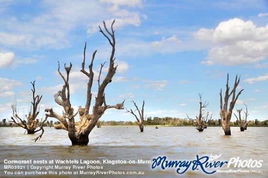 Cormorant nests at Wachtels Lagoon, Kingston-on-Murray