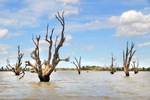 Cormorant nests at Wachtels Lagoon, Kingston-on-Murray