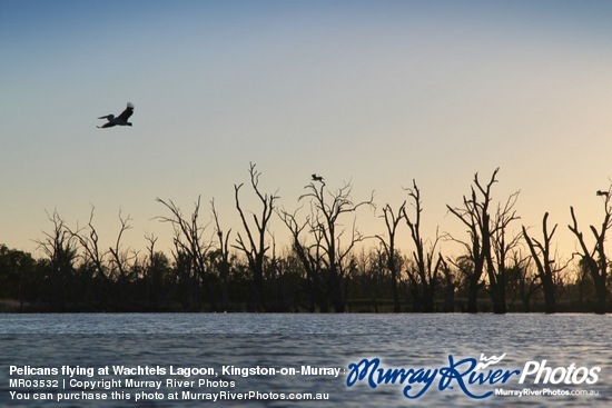 Pelicans flying at Wachtels Lagoon, Kingston-on-Murray sunrise