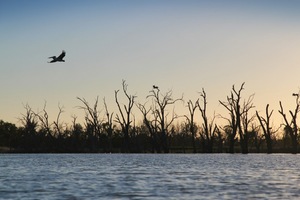 Pelicans flying at Wachtels Lagoon, Kingston-on-Murray sunrise