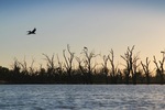 Pelicans flying at Wachtels Lagoon, Kingston-on-Murray sunrise