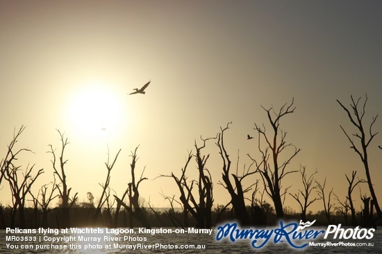 Pelicans flying at Wachtels Lagoon, Kingston-on-Murray sunrise