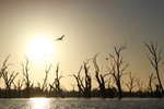 Pelicans flying at Wachtels Lagoon, Kingston-on-Murray sunrise