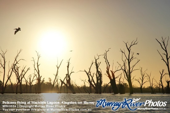 Pelicans flying at Wachtels Lagoon, Kingston-on-Murray sunrise