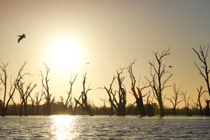 Pelicans flying at Wachtels Lagoon, Kingston-on-Murray sunrise