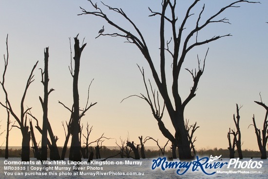 Cormorants at Wachtels Lagoon, Kingston-on-Murray