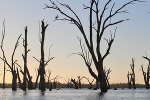 Cormorants at Wachtels Lagoon, Kingston-on-Murray